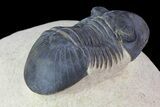 Paralejurus Trilobite Fossil - Foum Zguid, Morocco #70072-4